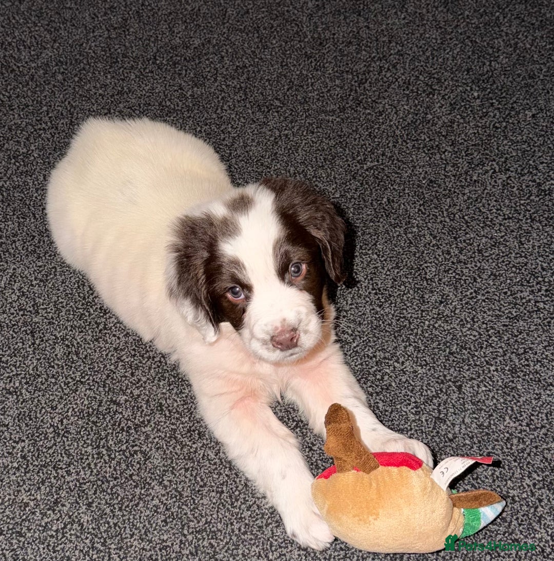 English Springer Spaniel dogs for sale: Beautiful Springer Spaniel Male  - Advert 3