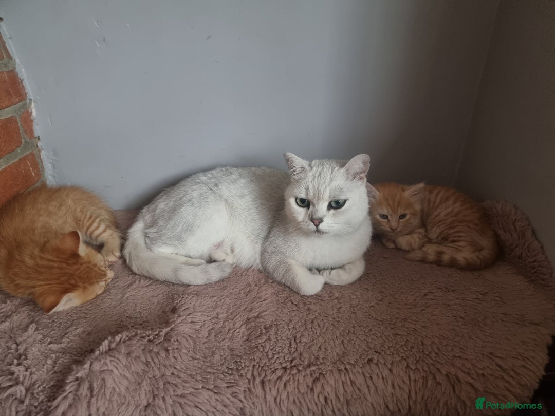 British Shorthair cats for sale: 2 gorgeous male kittens BSH - Image 5