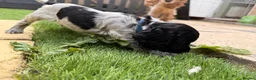 Cocker Spaniel dogs for sale: Cocker Spaniel Puppies – Blue Roan & Tri-Coloured - Advert 2