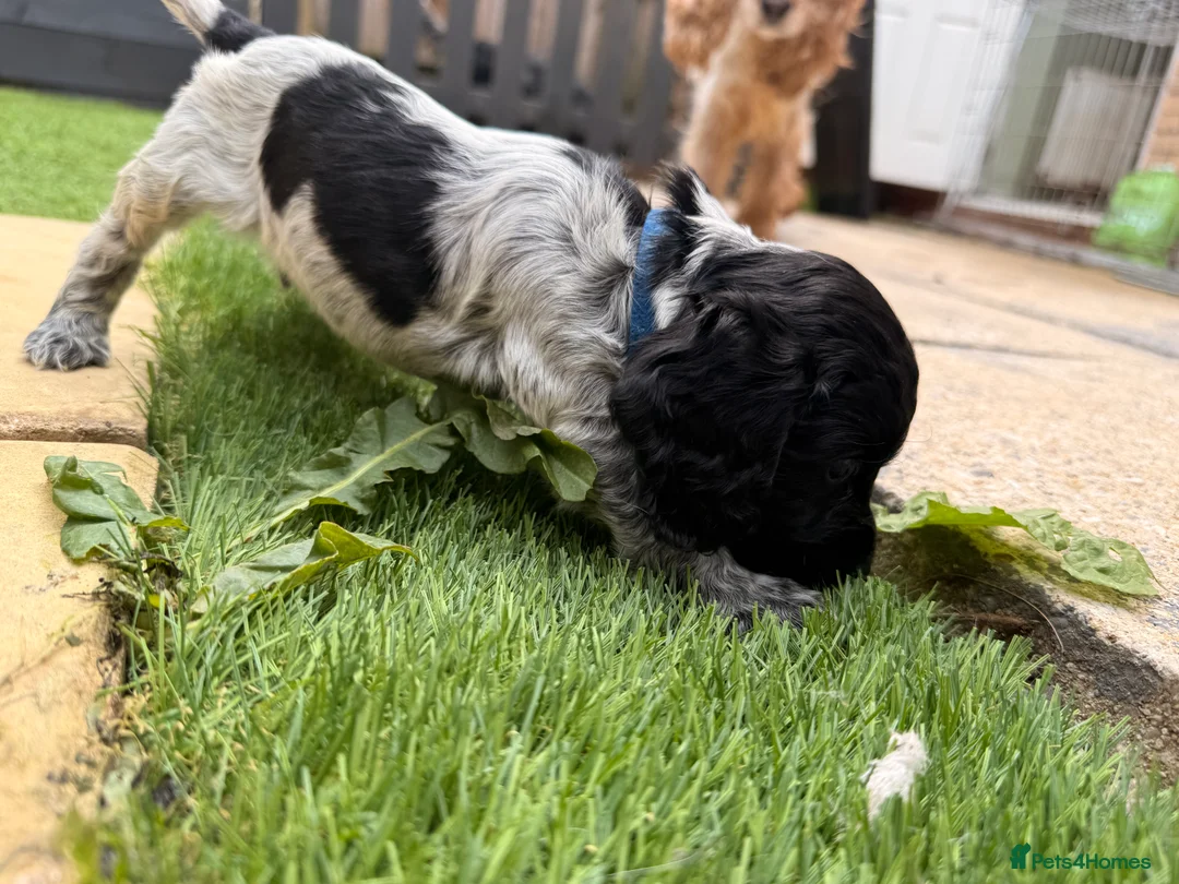 Cocker Spaniel dogs for sale: Cocker Spaniel Puppies – Blue Roan & Tri-Coloured - Advert 2
