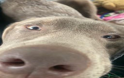 Labrador Retriever dogs for stud: Hugo The Silver Labrador - Image 4