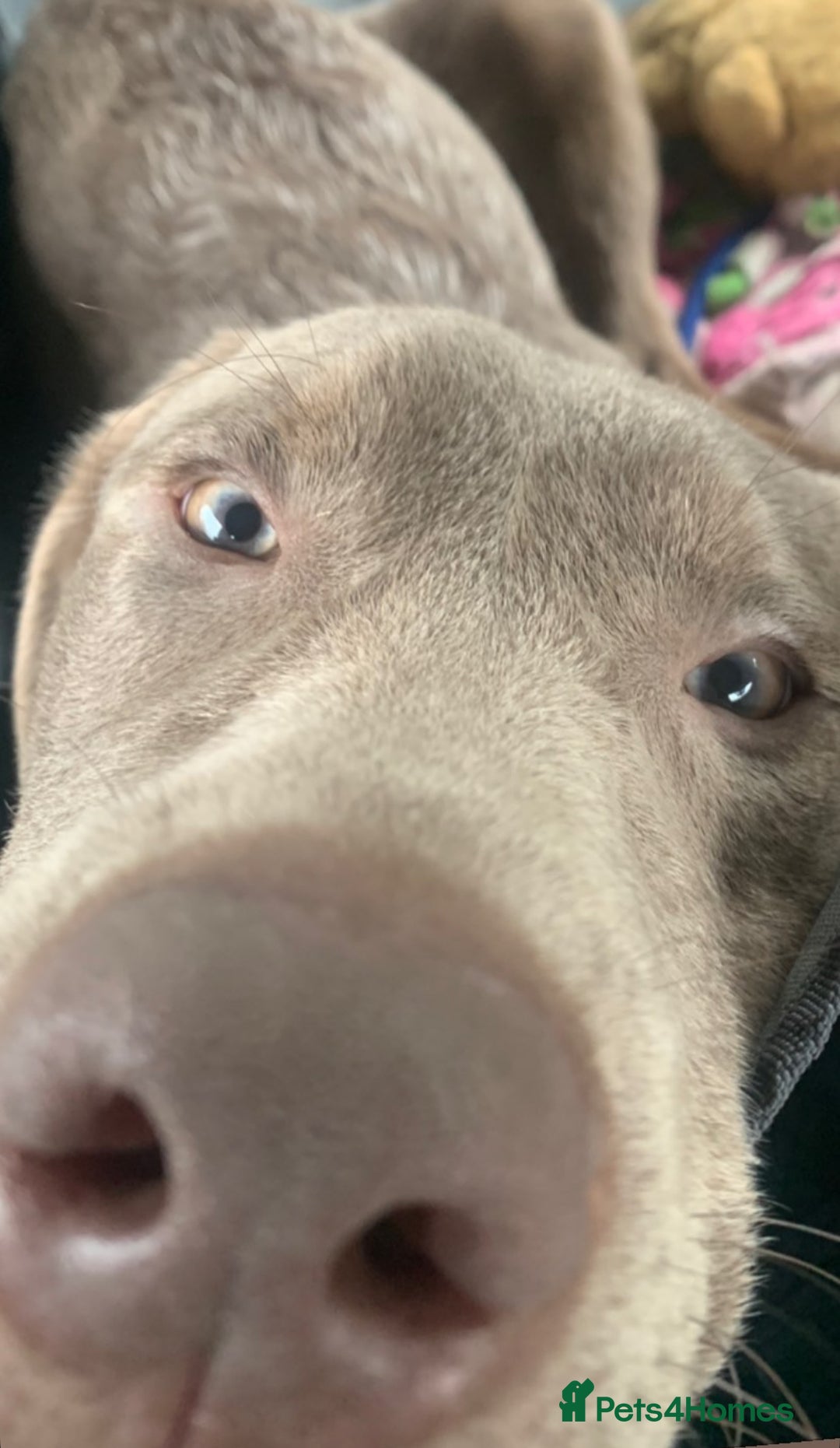 Labrador Retriever dogs for stud: Hugo The Silver Labrador - Image 4