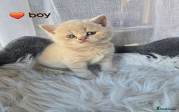 British Shorthair cats for sale: A charming kitten will be available in December. - Image 20