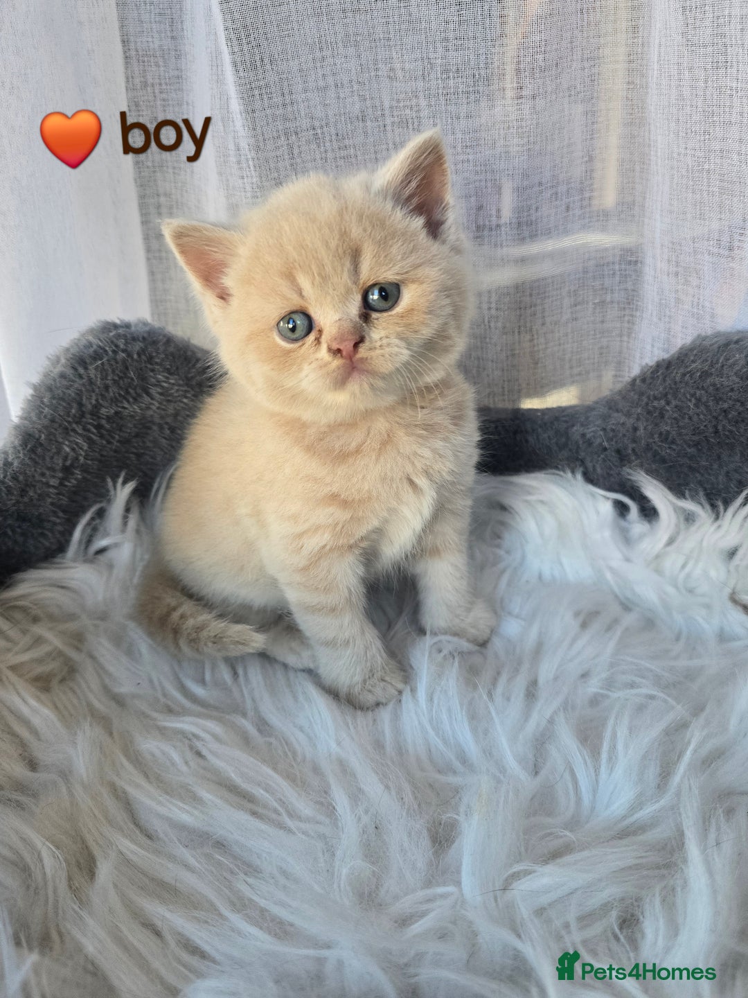 British Shorthair cats for sale: A charming kitten will be available in December. - Image 20