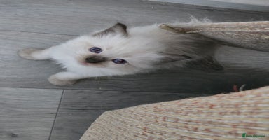 Ragdoll cats - Advert 6