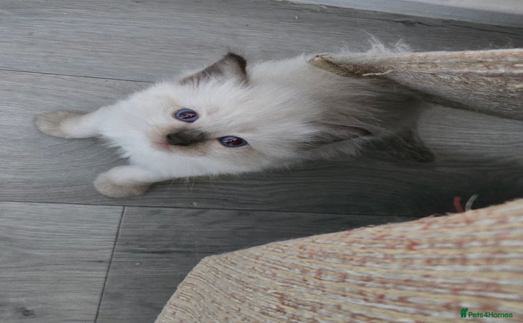 Ragdoll cats - Advert 3
