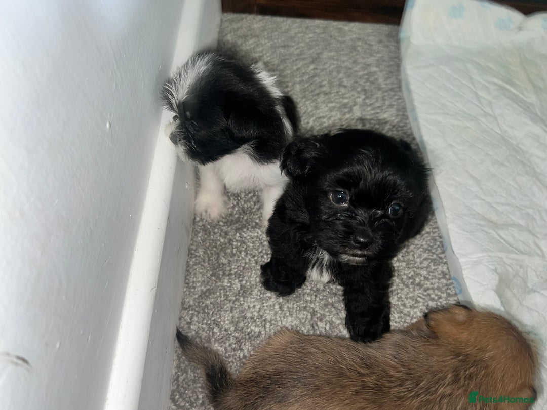 Zuchon dogs for sale: Shihzu x Bichon x Westie - Image 24