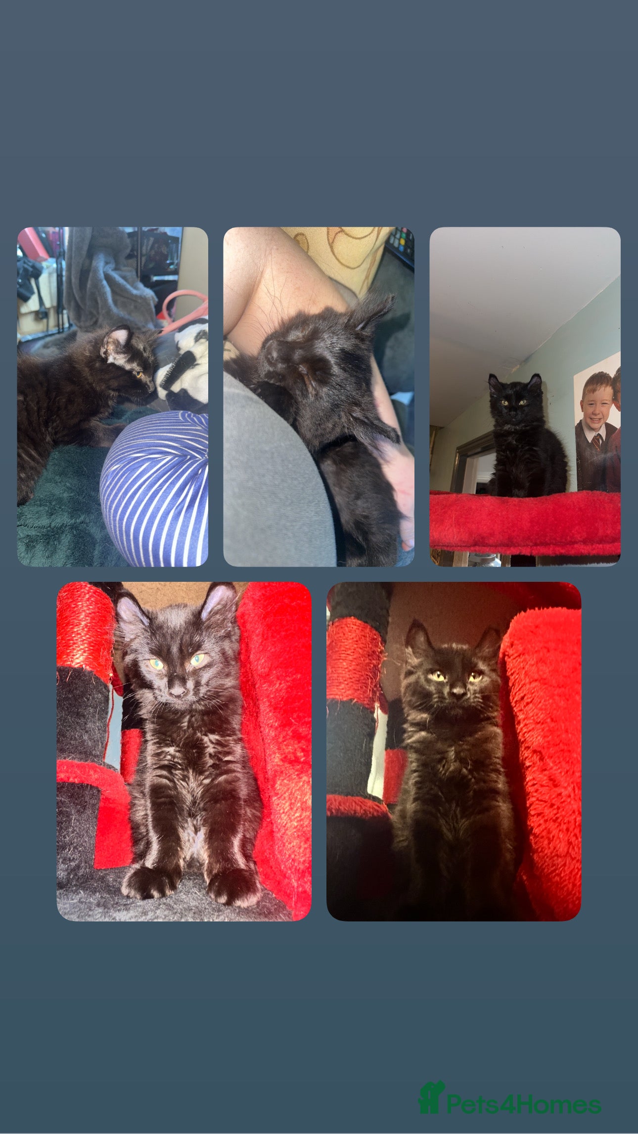 Mixed Breed cats Last beautiful girl looking for her forever home✨ - Advert 1