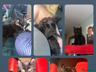 Mixed Breed cats Last beautiful girl looking for her forever home✨ - Advert 1