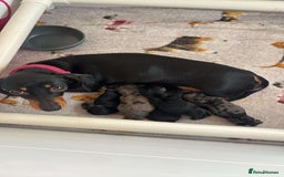 Miniature Dachshund dogs for sale: Lovely Mini Daschunds Looking For A Forever Sofa - Image 19