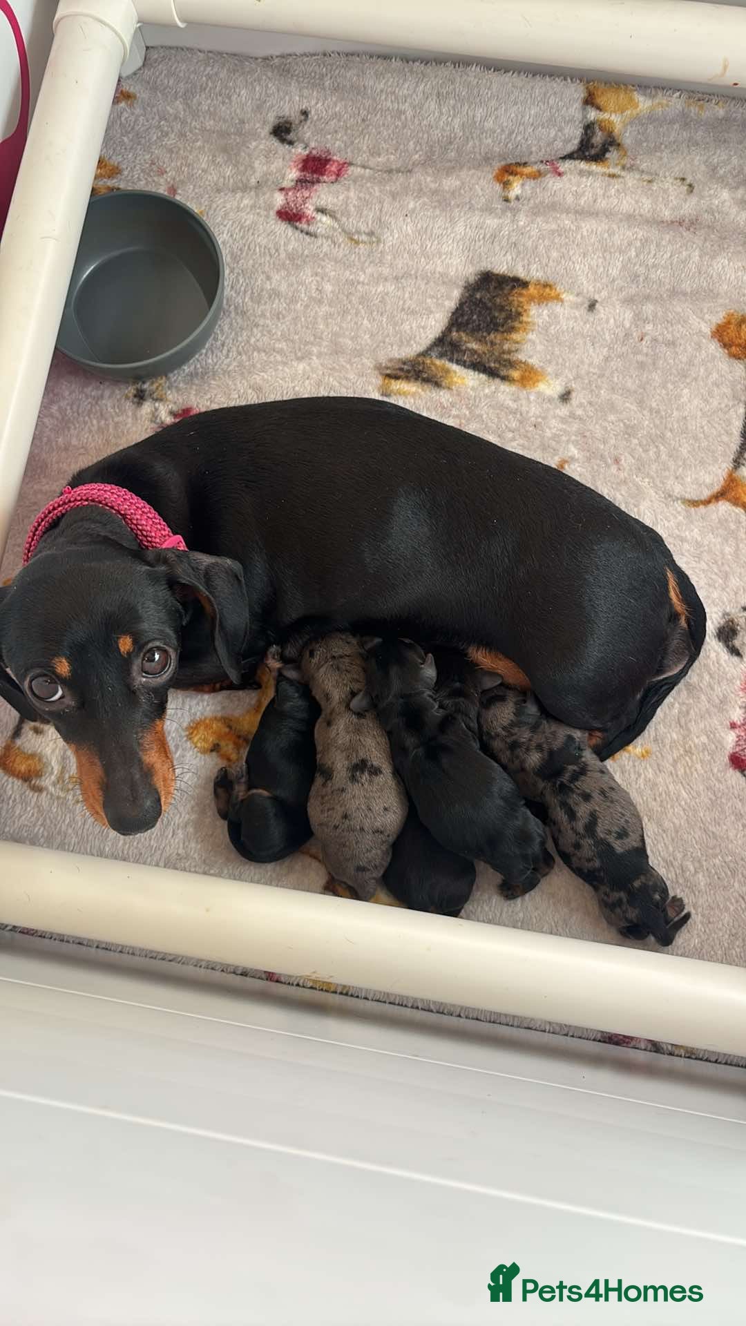 Miniature Dachshund dogs for sale: Lovely Mini Daschunds Looking For A Forever Sofa - Image 19