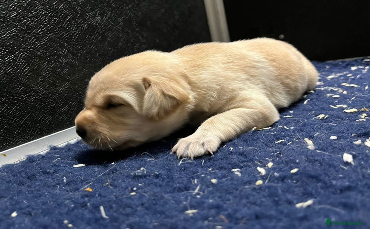 Labrador Retriever dogs - Advert 1