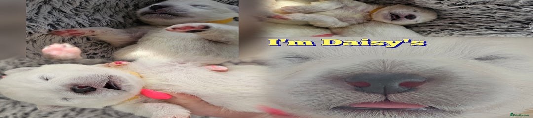 Samoyed Puppy 6