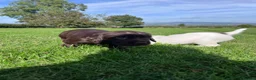 Sprocker dogs for sale: Sprocker Puppies - 4th generation.  - Advert 3