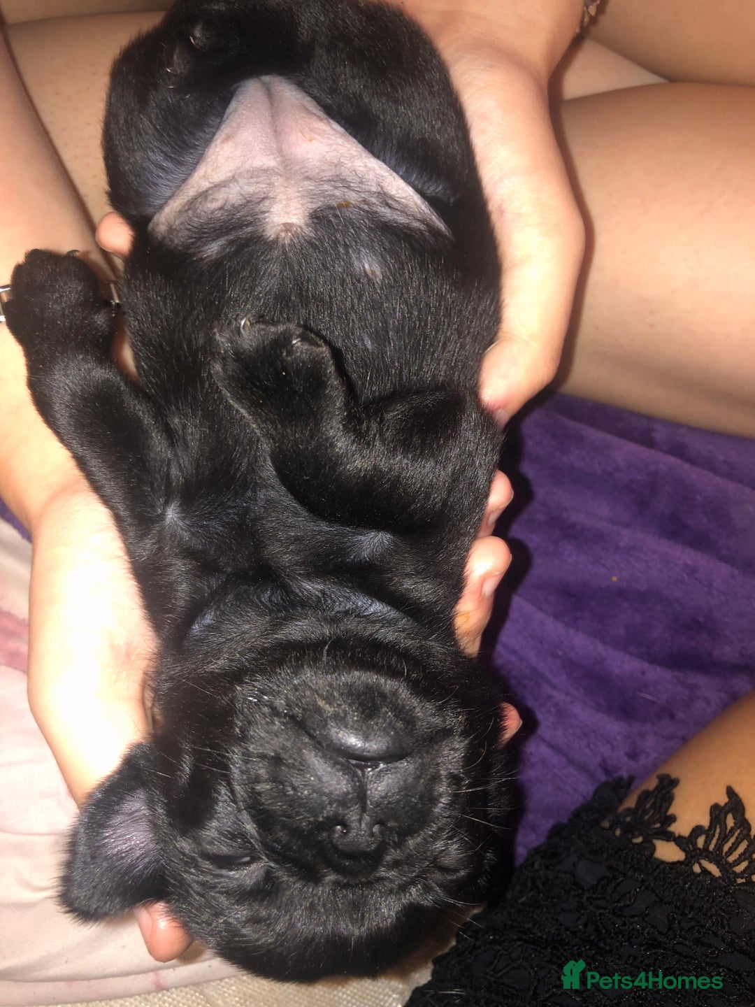 Pug dogs for sale: Pug puppies - Image 19