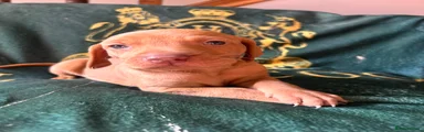 Hungarian Vizsla 4