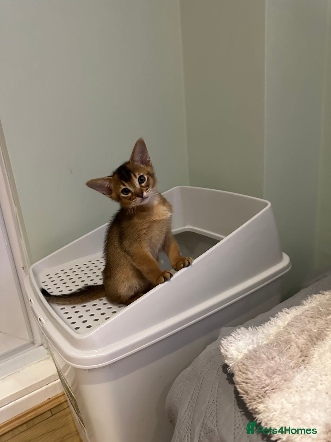 Abyssinian cats for sale: Pedigree Abyssinian kittens  - Advert 24