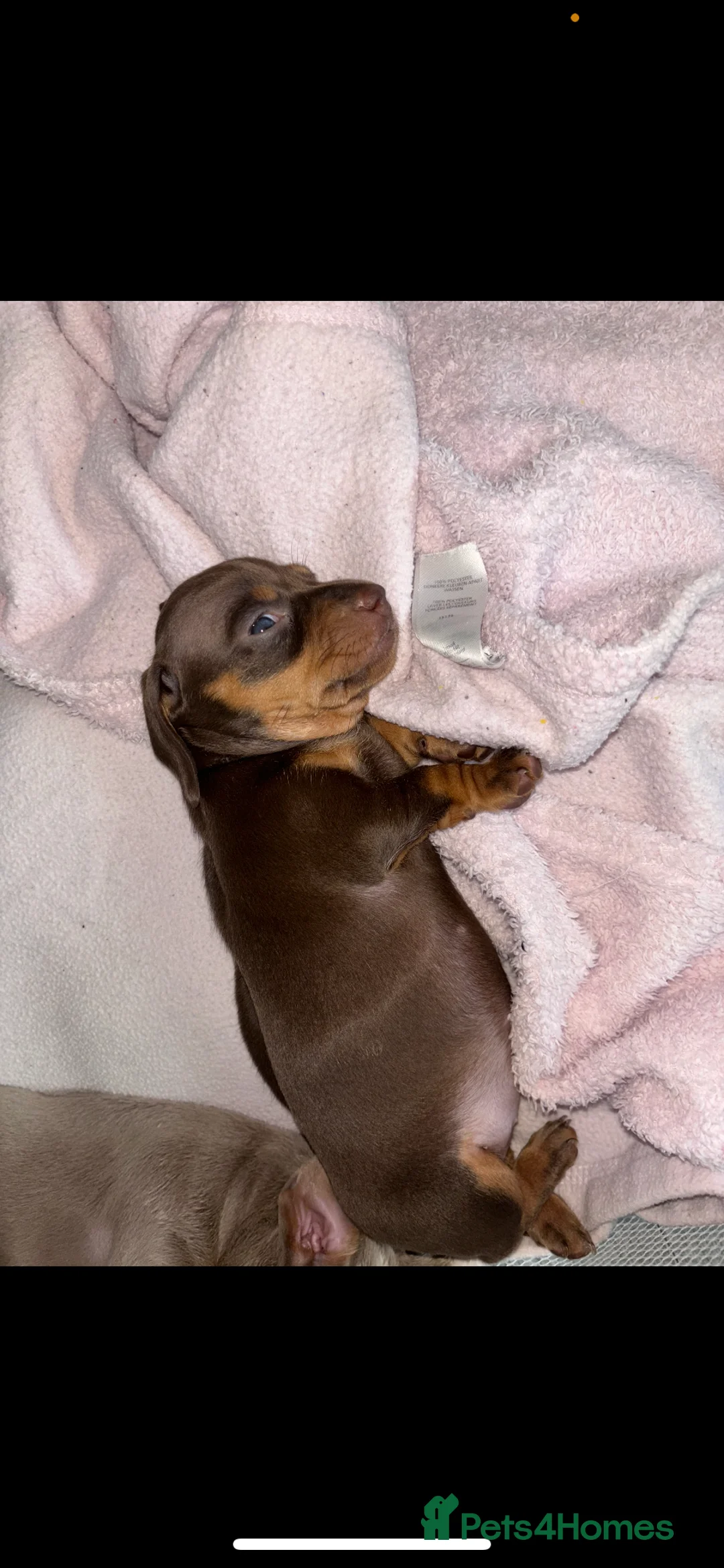 Miniature Dachshund dogs for sale: Beautiful puppies  in Coventry - Advert 2