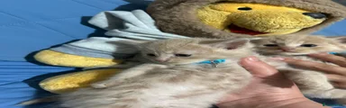 Maine Coon Kitten 4