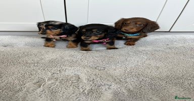 Dachshund dogs - Advert 9
