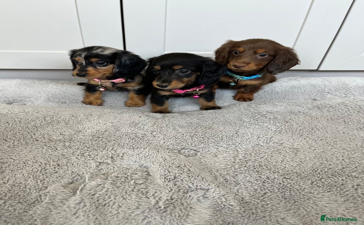 Dachshund dogs - Advert 1