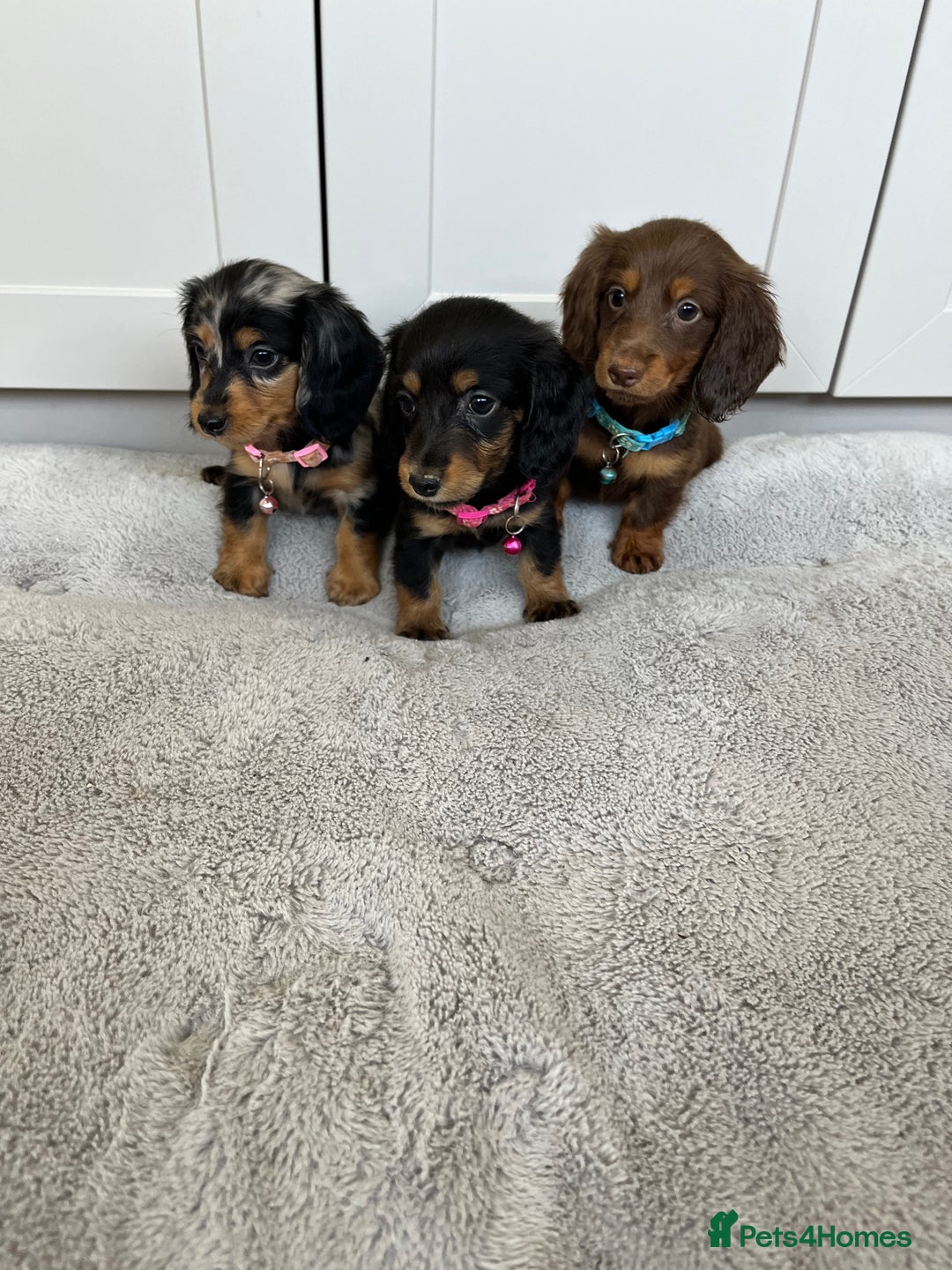 Dachshund dogs for sale: OUTSTANDING STANDARD LONGHAIR DACHSHUNDS - Image 2