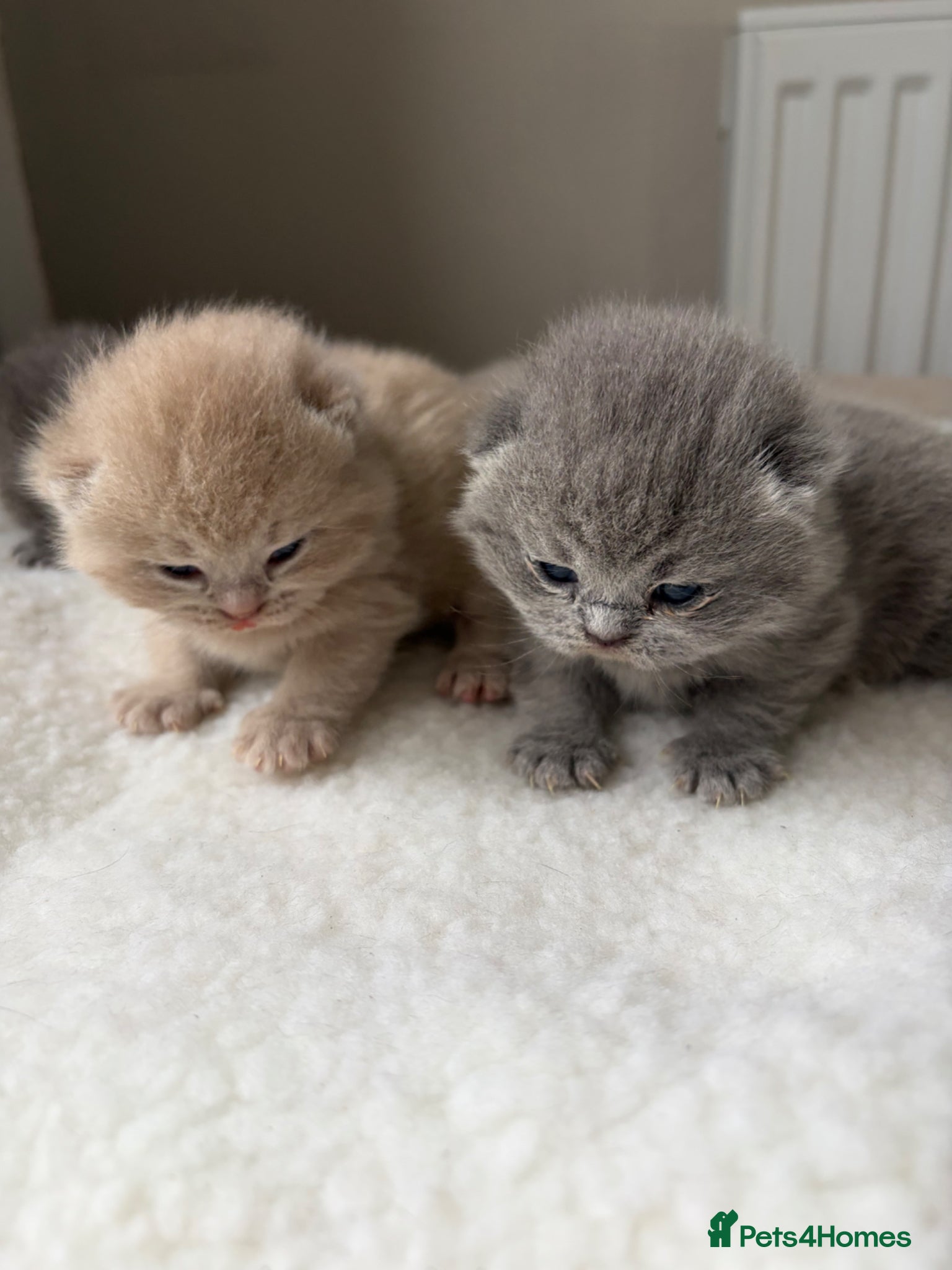 British Shorthair cats Lilac/Fawn British Blue Chunky Babies  - Advert 1
