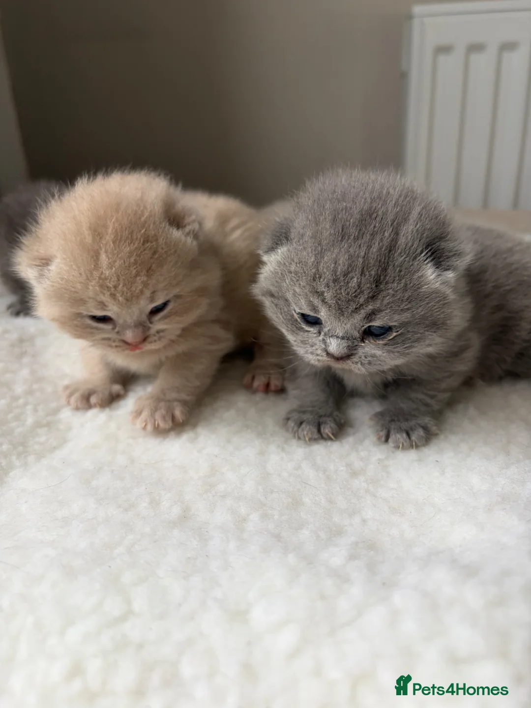 British Shorthair cats for sale: Lilac/Fawn British Blue Chunky Babies  - Advert 1