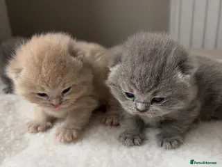 British Shorthair cats Lilac/Fawn British Blue Chunky Babies - Advert 1