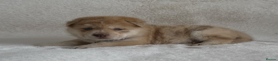  Puppy 2
