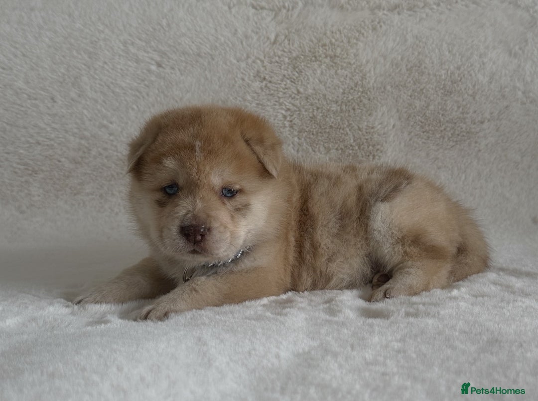 Chow Chow dogs for sale: Exotic colour chowsky puppies for sale  - Image 16