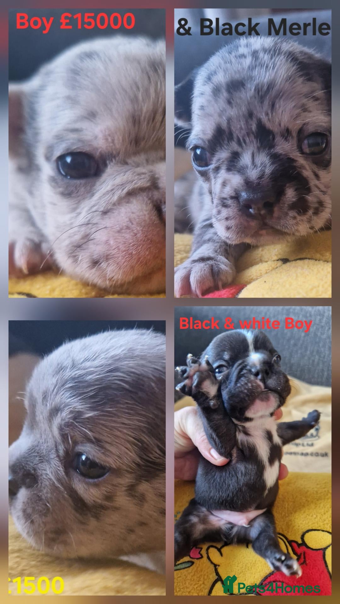 French Bulldog dogs PEDIGREE FRENCH BULLDOG PUPPIES. - Advert 3