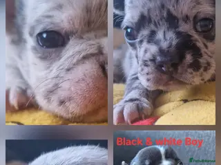 French Bulldog dogs PEDIGREE FRENCH BULLDOG PUPPIES. - Advert 6