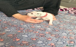 Dalmatian dogs for sale: Stunning KC Reg Dalmatian puppies  in Bristol - Image 39
