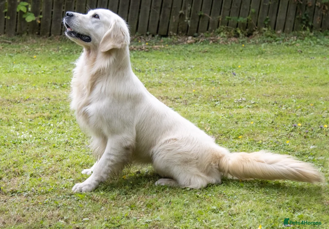 Golden Retriever dogs for stud: THE ULTIMATE WHITE STUD DOG in Doncaster - Advert 2