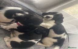 English Springer Spaniel dogs for sale: Beautiful English Springer Spaniels - Image 20
