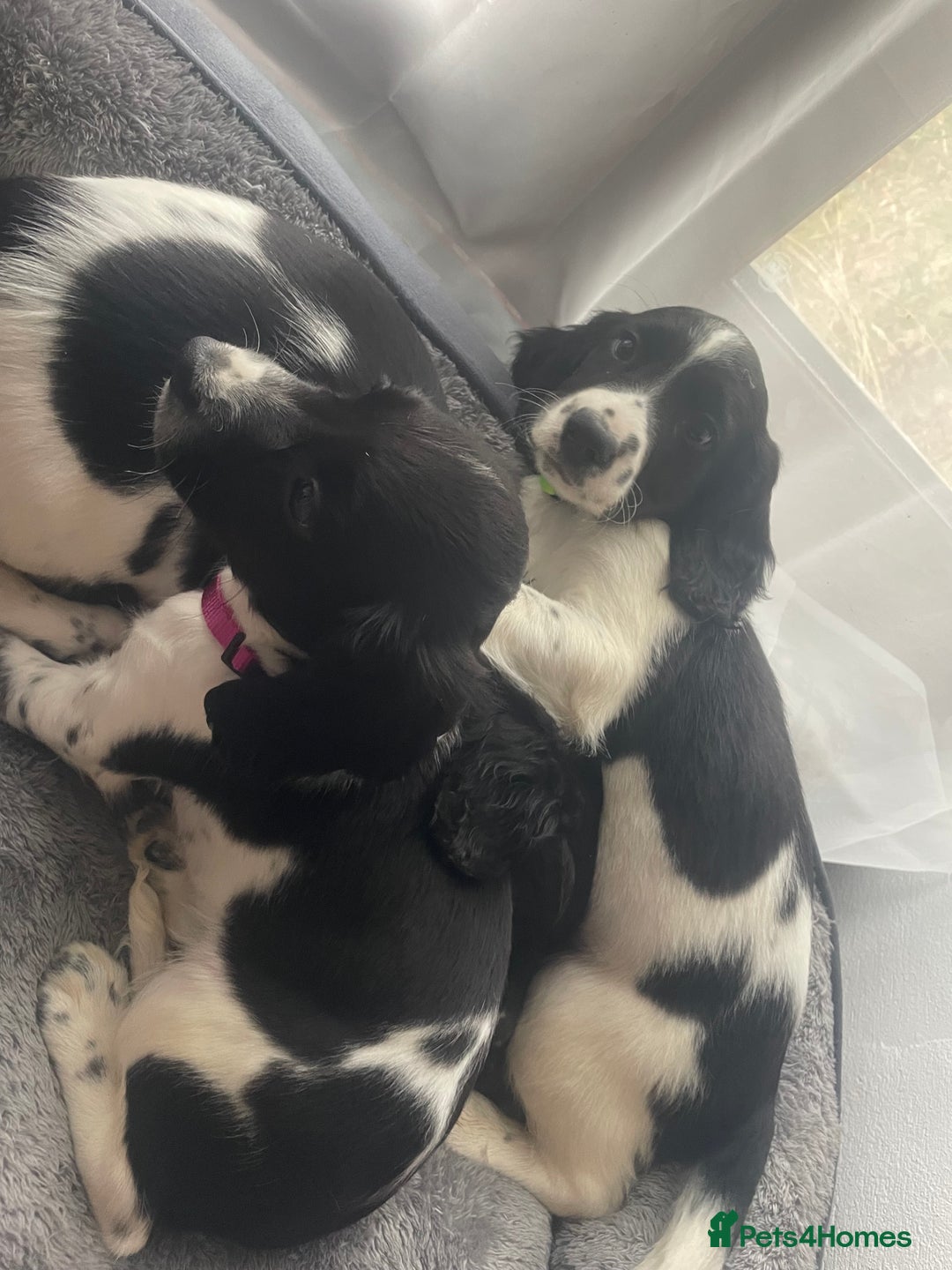 English Springer Spaniel dogs for sale: Beautiful English Springer Spaniels - Image 20
