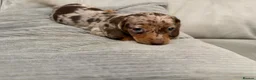 Miniature Dachshund dogs for sale: Miniature dachshund puppies  - Advert 3