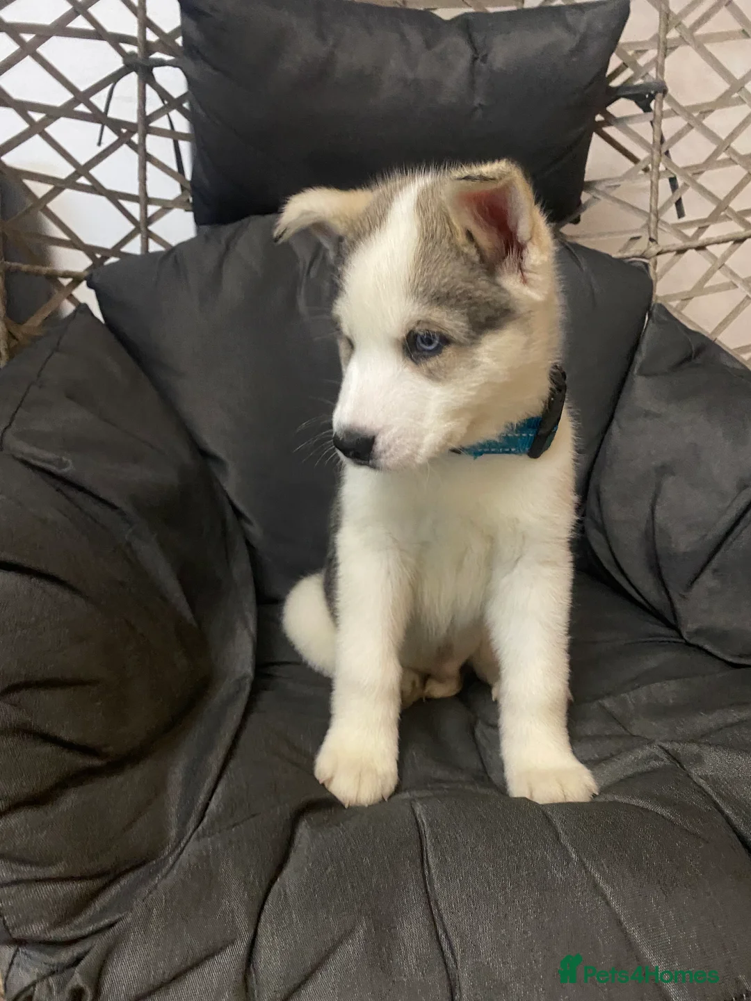 Siberian Husky dogs for sale: Magnificent Siberian Husky Puppies  - Advert 4