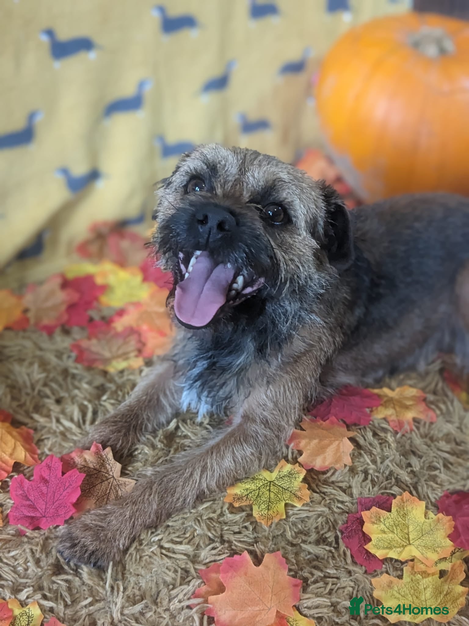 Border Terrier dogs very smart Kc reg slem clear in Wrexham - Advert 10