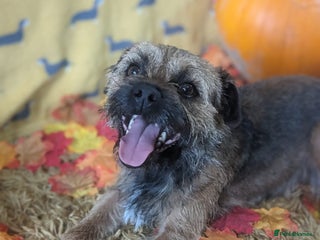 Border Terrier dogs very smart Kc reg slem clear in Wrexham - Advert 10