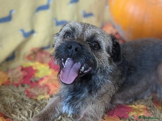 Border Terrier dogs very smart Kc reg slem clear in Wrexham - Advert 1