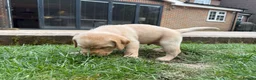 Labrador Retriever dogs for sale: Gorgeous Yellow Labrador Retriever, KC Reg HC - Advert 6
