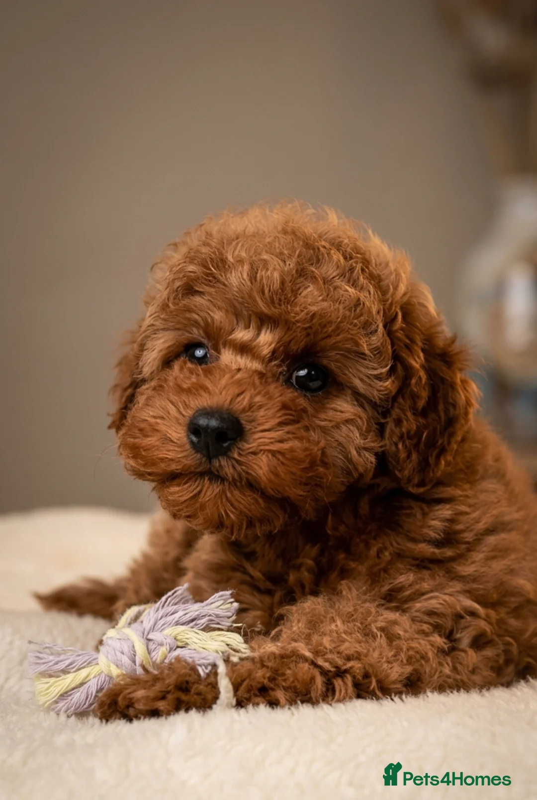 Cavapoo dogs for sale: Sweet Cavapoo Girl Puppy  - Advert 2