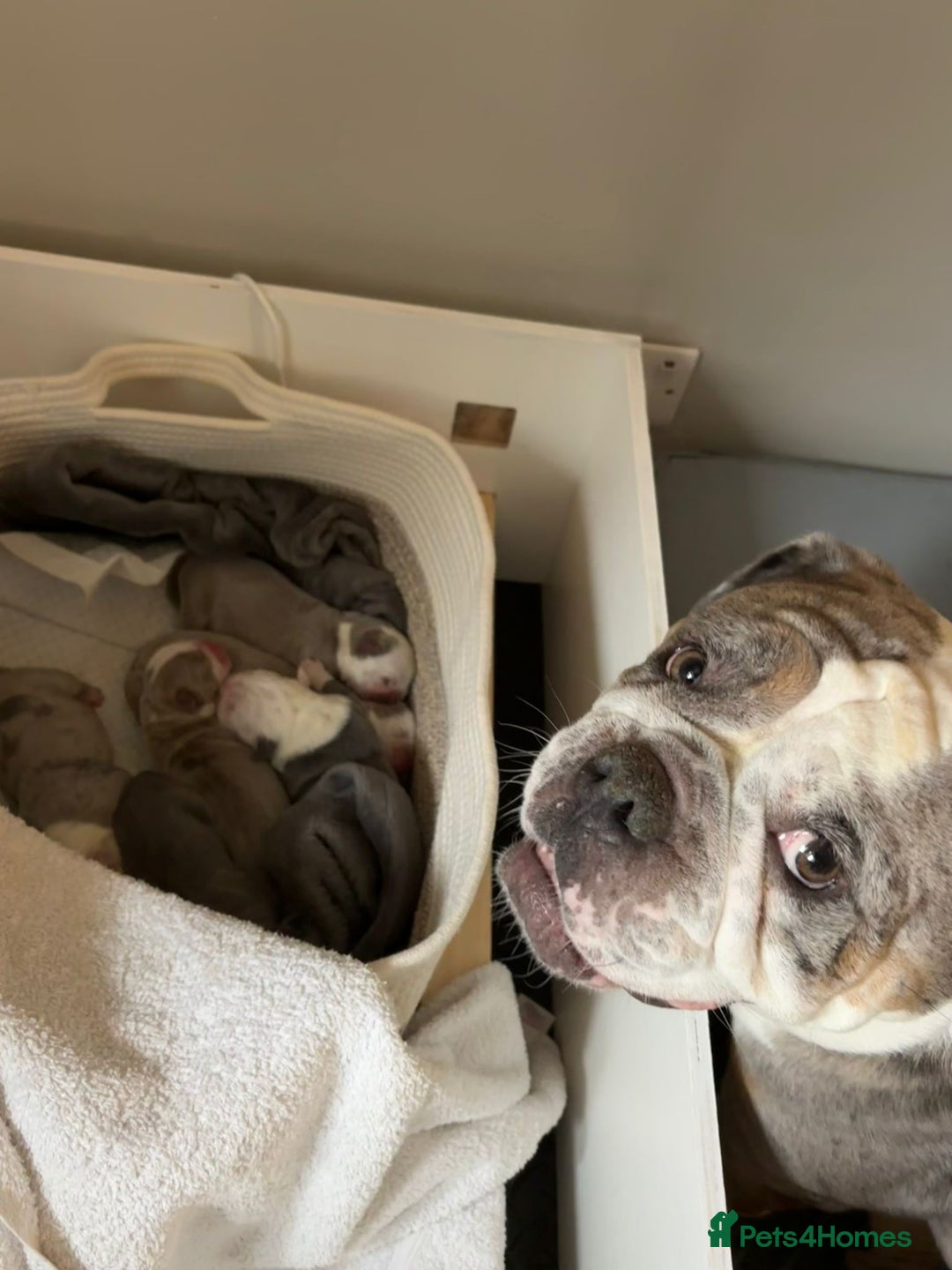 Olde English Bulldogge dogs for sale: Playful OEB Puppies  - Image 1