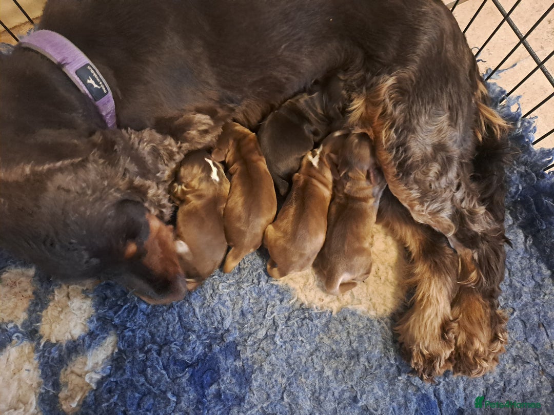 Cocker Spaniel dogs for sale: Quality Show Cocker Spaniel Puppies  - Advert 2