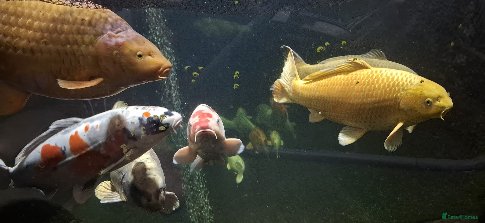 Koi Carp fish Large Koi Carp for Sale – Approx. 20"  - Advert 2