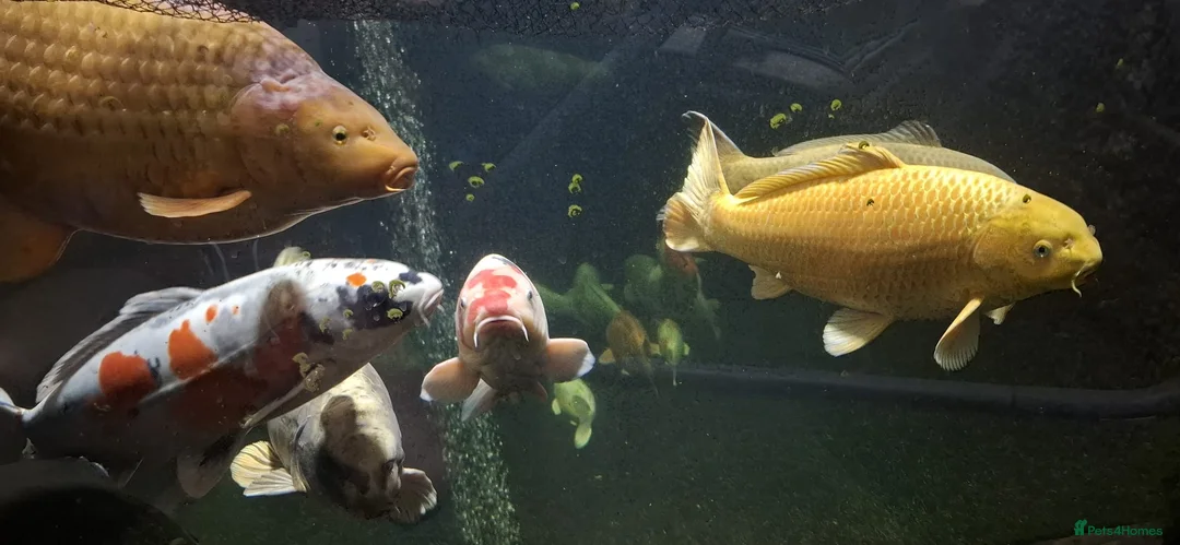 Koi Carp fish for sale: Large Koi Carp for Sale – Approx. 20"  - Advert 2