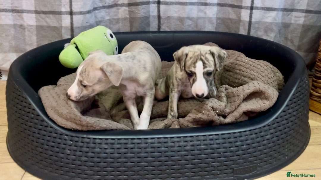Whippet dogs for sale: AVAILABLE Kc reg healthy, sweet, gentle whippets - Advert 29