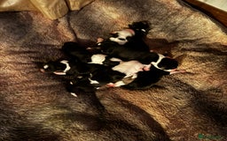 Mixed Breed dogs for sale: Pups for sale  - Image 20